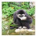 Drinking monkey Poster posters by Yarijik Drinking monkey Poster posters