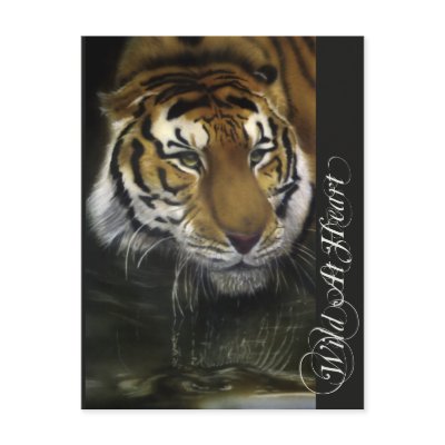 Drinking Tiger Post Cards by catanddog
