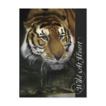 Drinking Tiger postcards