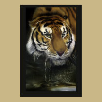 Drinking Tiger posters