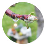 Dripping Drops Water Branches Buds Rain Stickers