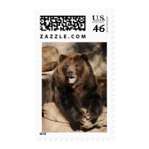 Drizzly Bear Boar Stamps