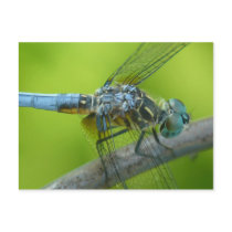 Drogonfly postcard.