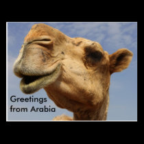 Dromedary camel postcards