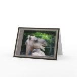 Dromedary Camel Wildlife Card