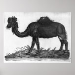 Dromedary, from 'Historial Animalium' Poster
