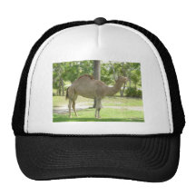 Dromedary Mesh Hat