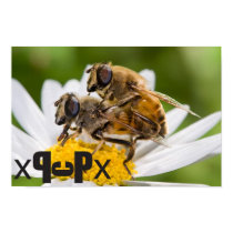 Drone_flies_mating posters by Permaximum Drone_flies_mating posters