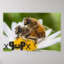 Drone_flies_mating Poster