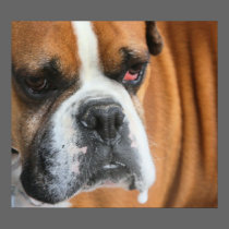 Drooling Boxer Portrait posters