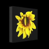 "DrOOPS" Sunflower Wrapped Canvas Print canvas prints