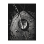 Drop leaf post card