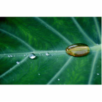 Drop of rain on a green leaf cut out
