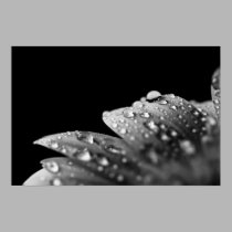 Droplets (Black and White) posters by ChristianTravers Droplets (Black and White) posters