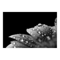 Droplets (Black and White) posters