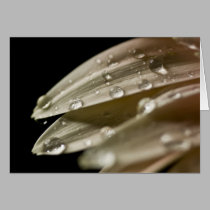 Droplets on Daisy Petals cards by ChristianTravers Droplets on Daisy Petals cards