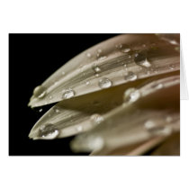 Droplets on Daisy Petals cards