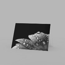 Droplets on Daisy petals cards by ChristianTravers Droplets on Daisy petals cards