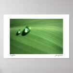 droplets poster