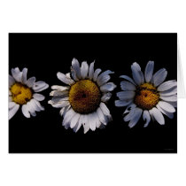 dropping daisies cards by blacqbook dropping daisies cards