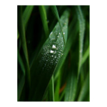Drops II posters