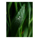 Drops II posters by deadhead Drops II posters