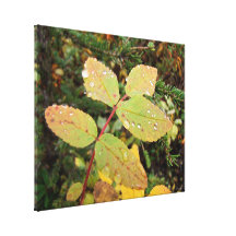 Drops of Autumn; No Text Stretched Canvas Prints