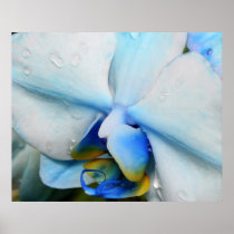 Drops on Blue Orchid Posters