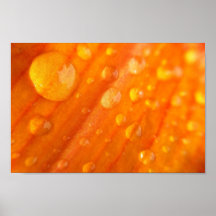 Drops On Bright Orange Flower Print