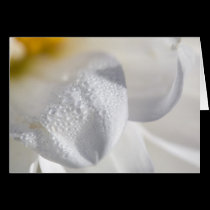 Drops on dahlia petals cards