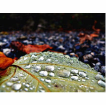 Drops On Leaf 3 photo sculptures by lifesphere Drops On Leaf 3 photo sculptures