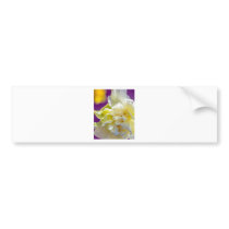 Drowsy Daffodil Bumper Stickers