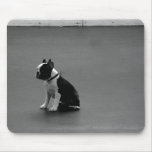 DRU puppy boston terrier DRU puppy boston terrier