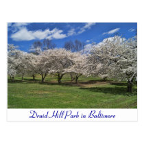 Druid Hill Park in the Spring postcards