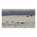 Druid Peak Wolves and Bison in Yellowstone posters