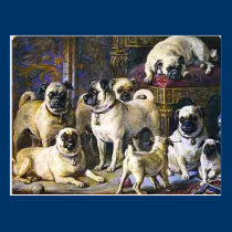Drumpellier Pugs postcards