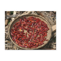dry chillies post cards