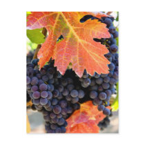 Dry Creek Grape Vine postcards by joe_becerra Dry Creek Grape Vine postcards