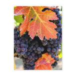 Dry Creek Grape Vine Postcard