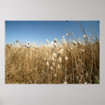 Dry Field and Blue Sky Print