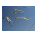 Dry grass posters by helentr Dry grass posters