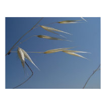 Dry grass posters by helentr Dry grass posters