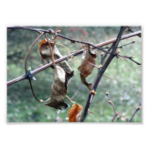 Dry leaves Photo Print