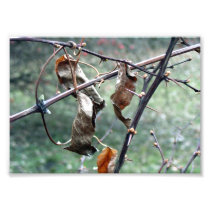Dry leaves Photo Print