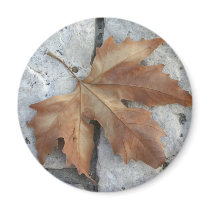 Dry maple leaf magnets