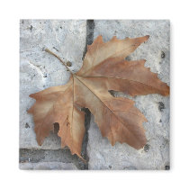 Dry maple leaf magnets