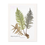 Dryopteris felix mas postcards