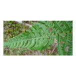 DSC00408natureloverfern Photo Card