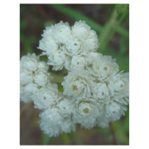 DSC00456whitewildflower letterhead