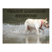 DSC00473, Yellow Labrador Retriever posters